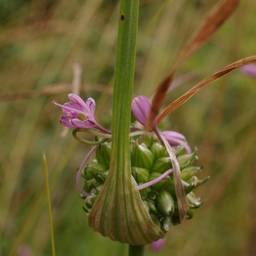 Allium carinatum.