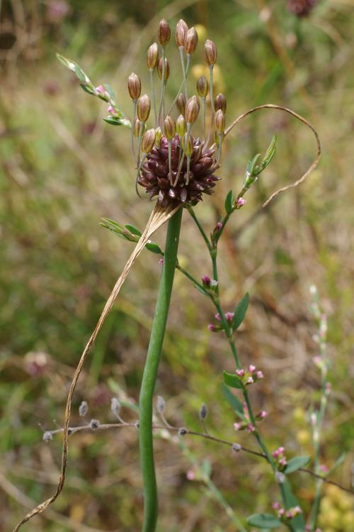 Allium oleraceum.