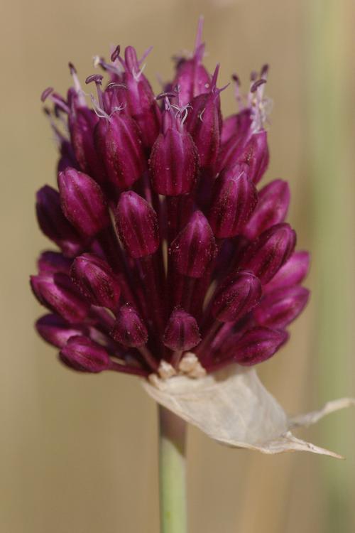 Allium sphaerocephalon.