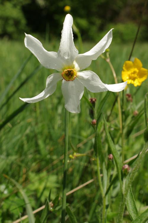 Narcissus poeticus.
