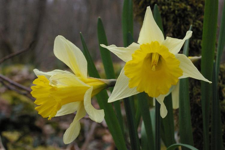 Narcissus pseudonarcissus.