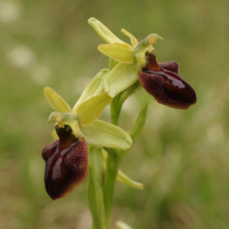 Ophrys aranifera (sphegodes).
