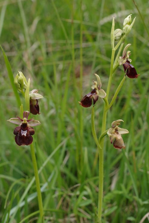 Ophrys insectifera x O. fuciflora.