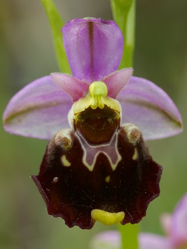 Ophrys fuciflora.
