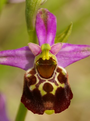 Ophrys fuciflora.