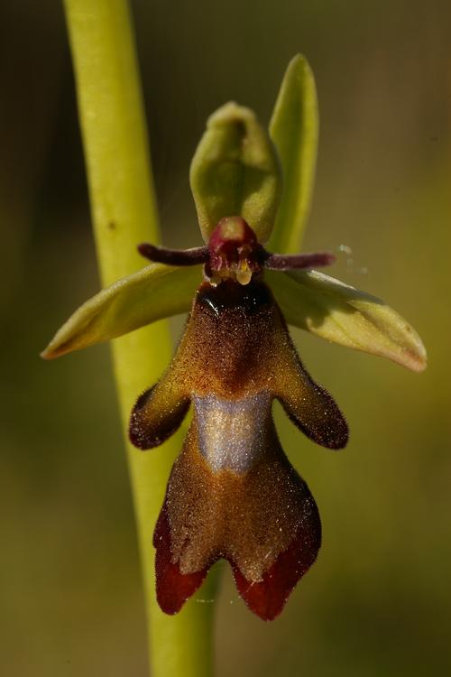 Ophrys insectifera.
