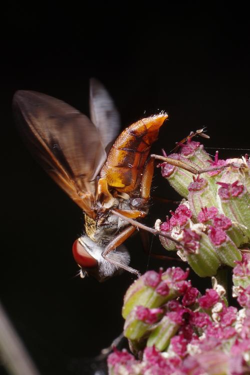 Ectophasia crassipennis.
