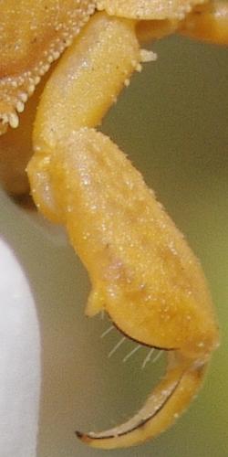 Phymata crassipes.
