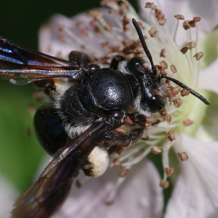 Andrena agilissima.