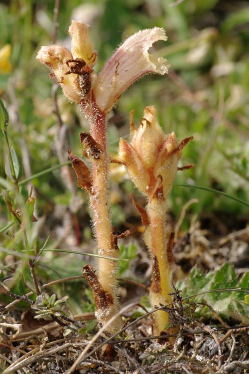 Orobanche teucrii.