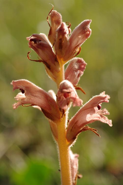 Orobanche teucrii.