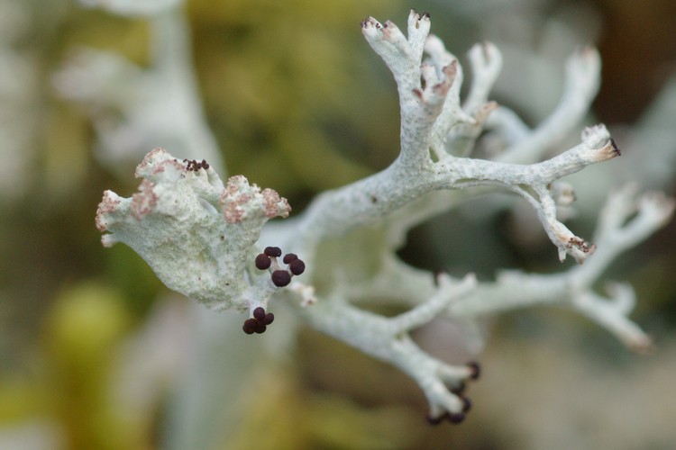 Cladonia portentosa.
