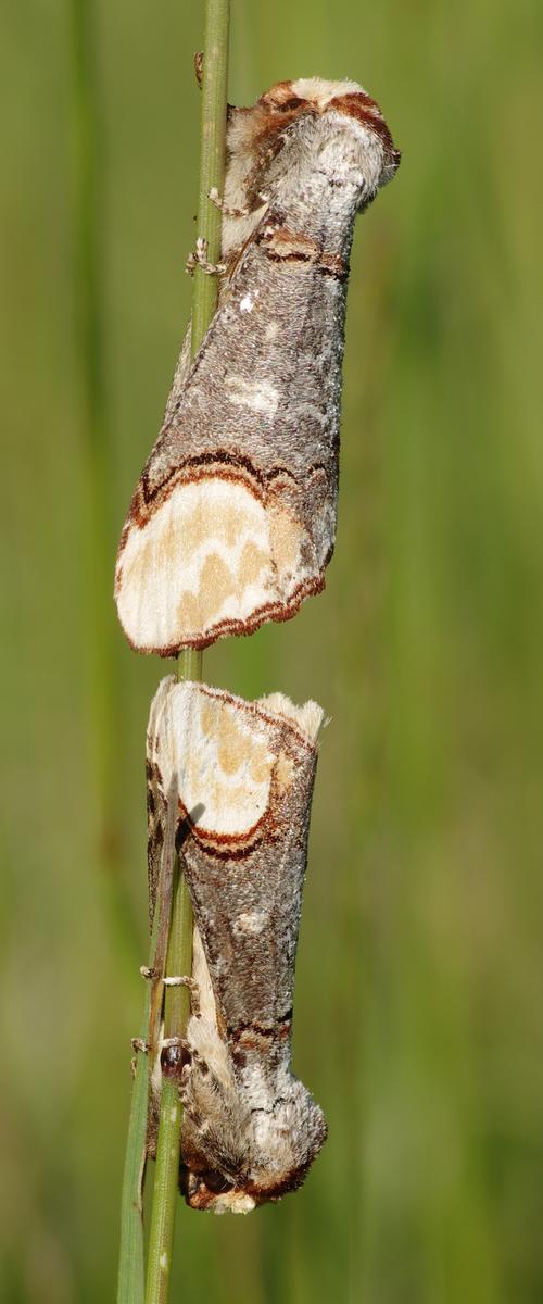 Phalera bucephala.