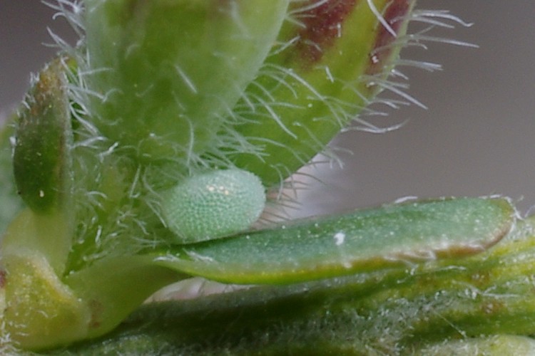 Callophrys rubi.