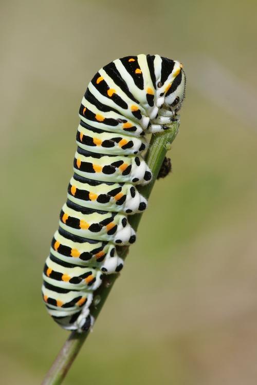 Chenille de Papilio machaon