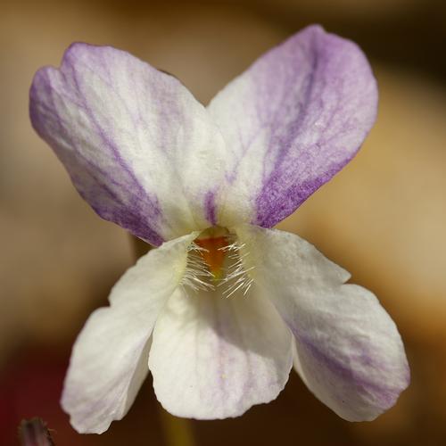 Viola hybride.