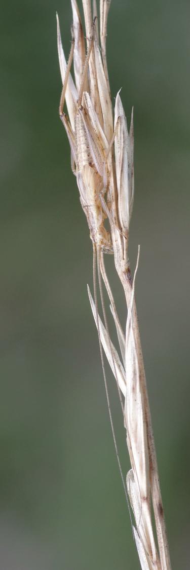 Oecanthus pellucens.