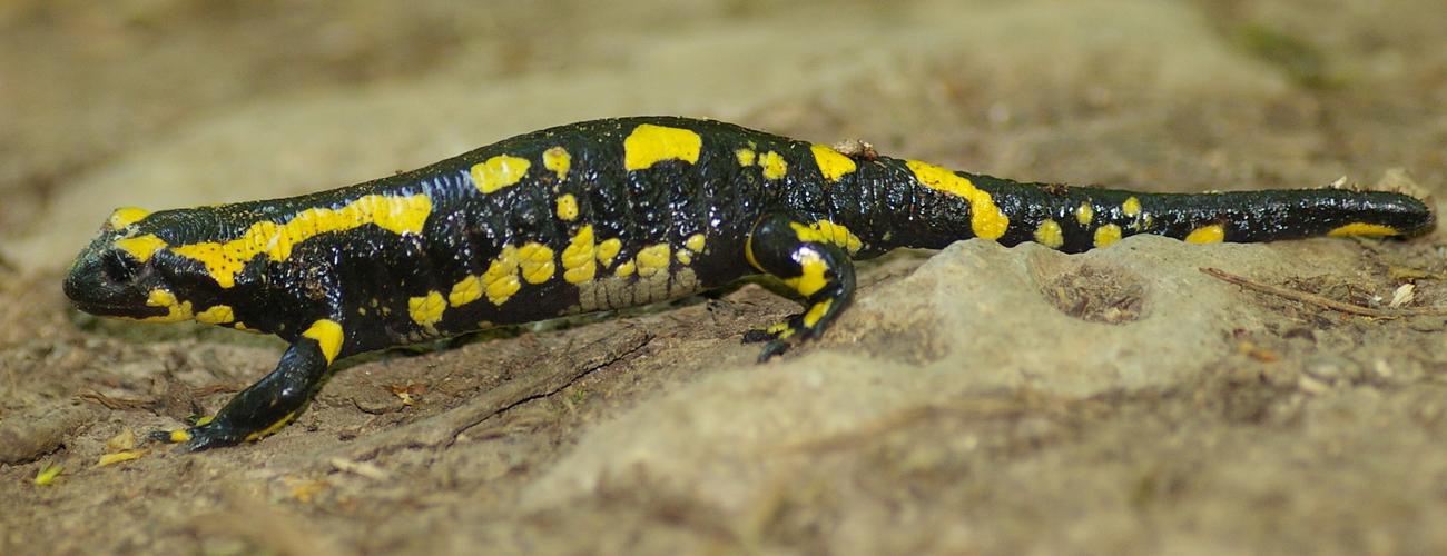 Salamandra salamandra.