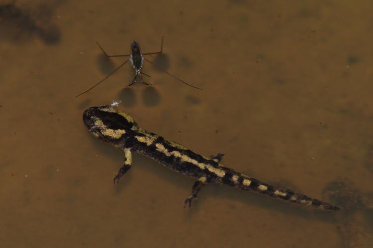 Salamandra salamandra.