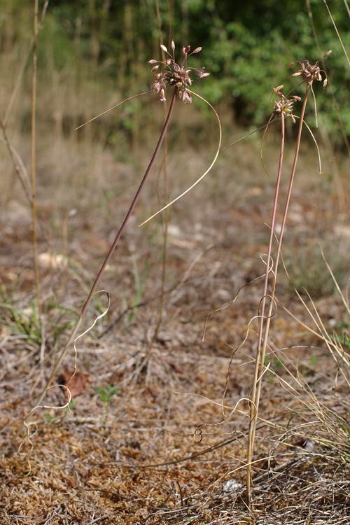 Allium oleraceum.