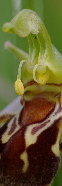 Ophrys apifera.