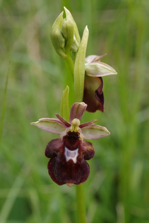 Ophrys insectifera x O. fuciflora.