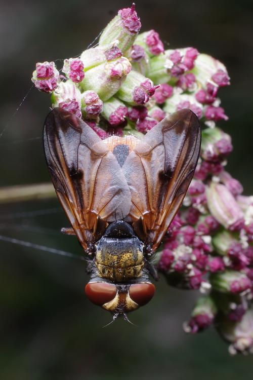 Ectophasia crassipennis.