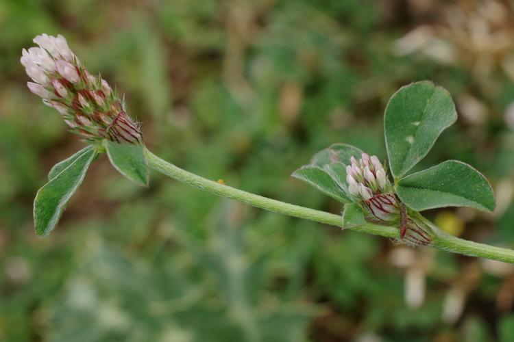 Trifolium striatum.
