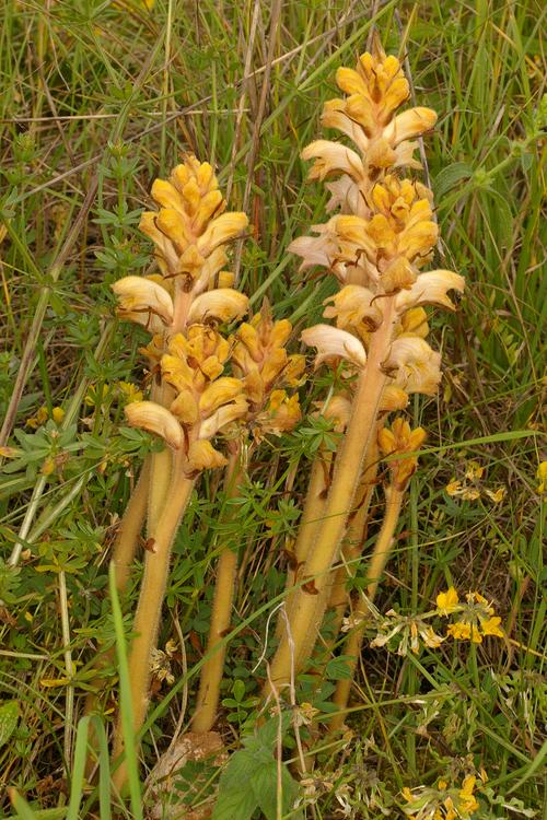 Orobanche caryophyllaceae.