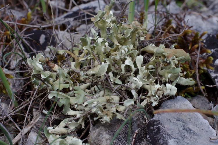 Cladonia foliacea subsp. endiviifolia.