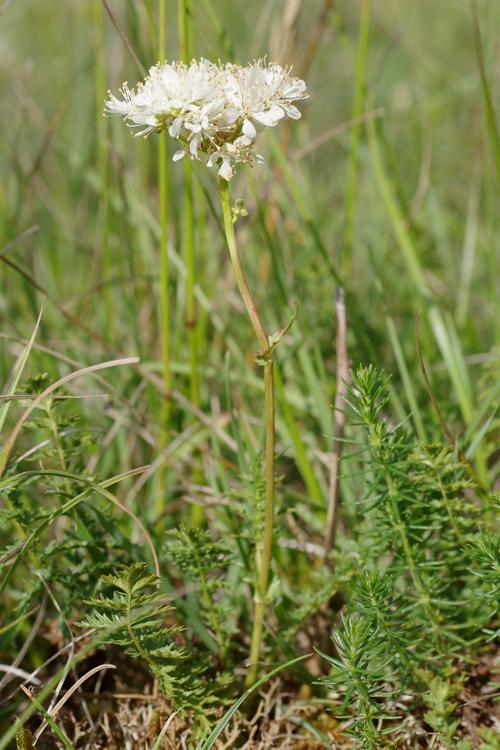 Filipendula vulgaris.