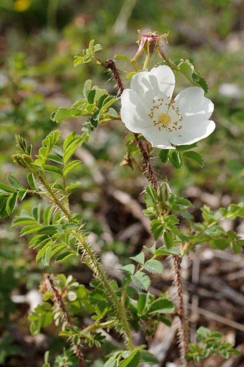 Rosa spinosissima.